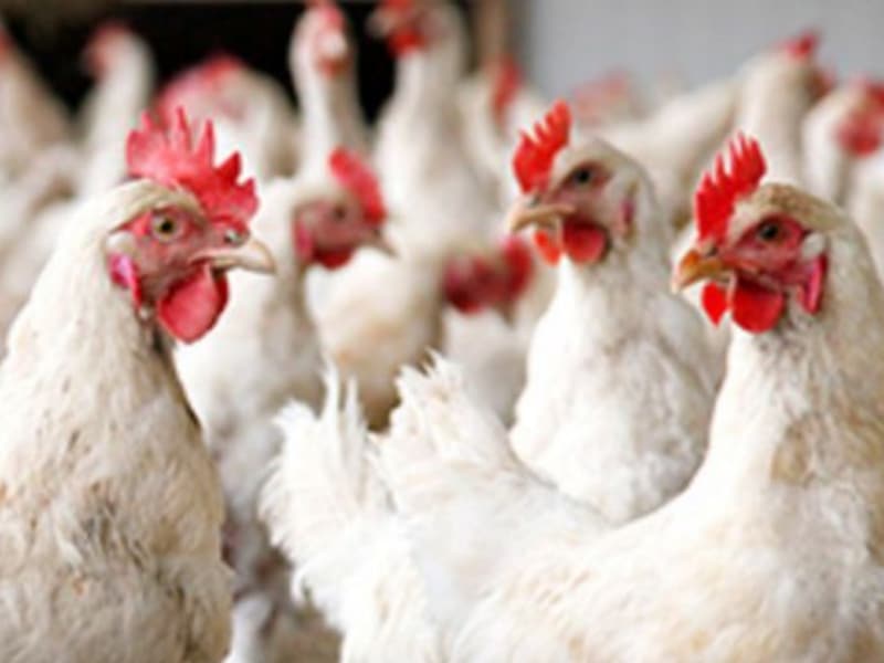 Provoca gripe aviar desabasto de pollo en Campeche