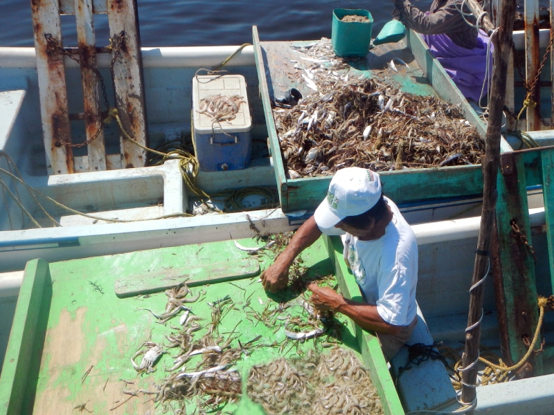 Se ha llegado a obtener menos de 20 toneladas en la Sonda de Campeche
