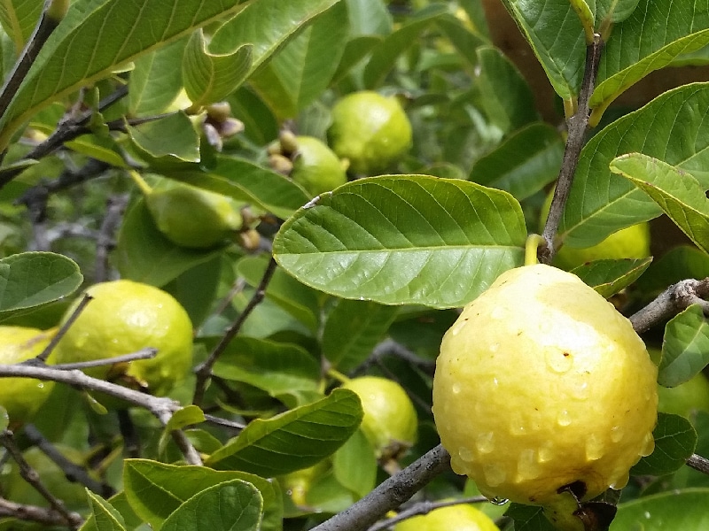 guayaba