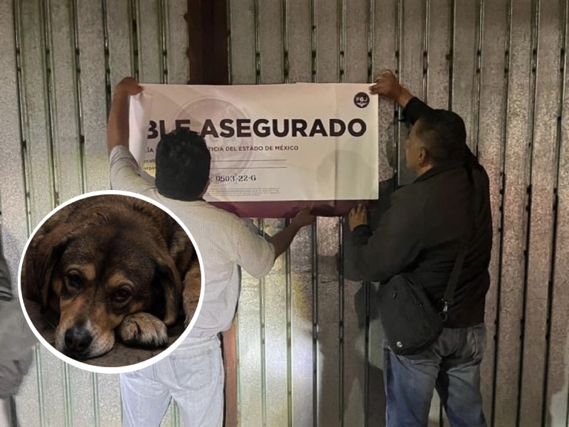 Rescatan cuatro perros por posible maltrato animal; aseguran inmueble