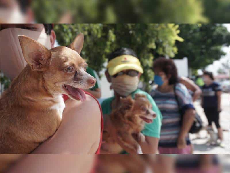 Prioriza alcaldía Campeche el bienestar de las mascotas