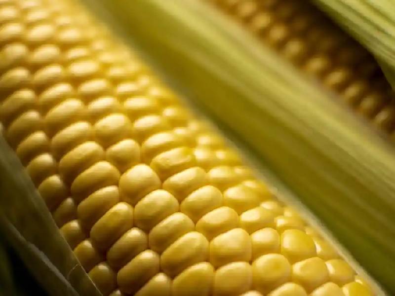 México ofrece más tiempo para maíz transgénico
