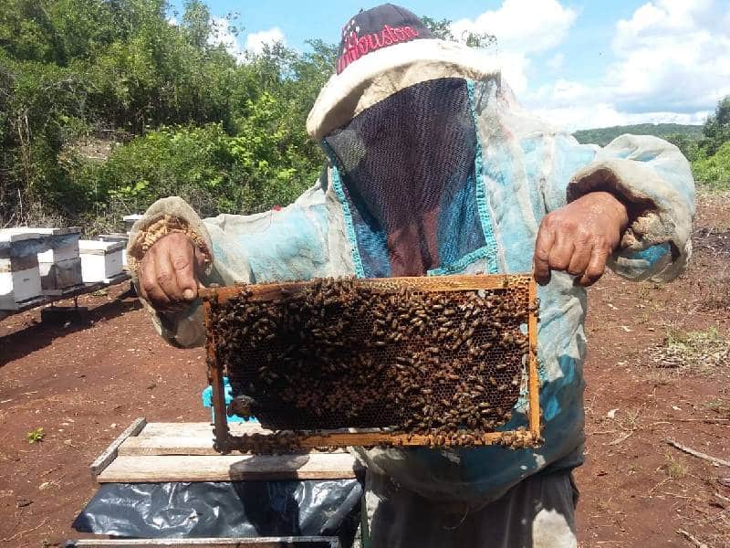 Inconformes, apicultores de Campeche por precio de la miel 