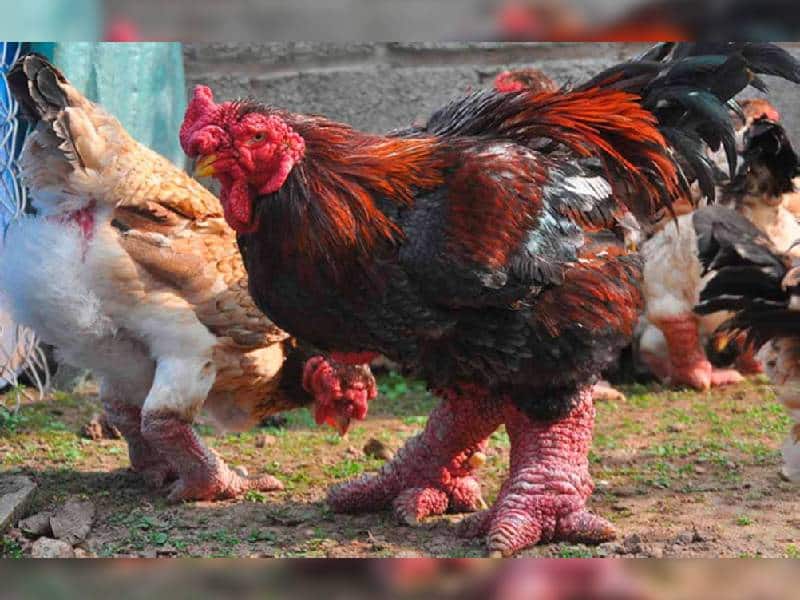 Patas de pollo dragón, un manjar en el año nuevo lunar en Vietnam