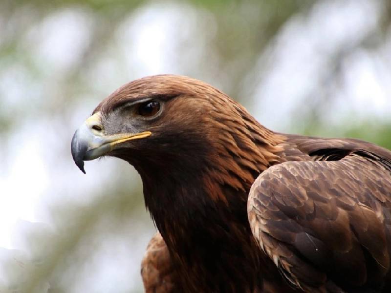 Bomberos rescatan un águila atrapada en una casa de Atizapán de Zaragoza