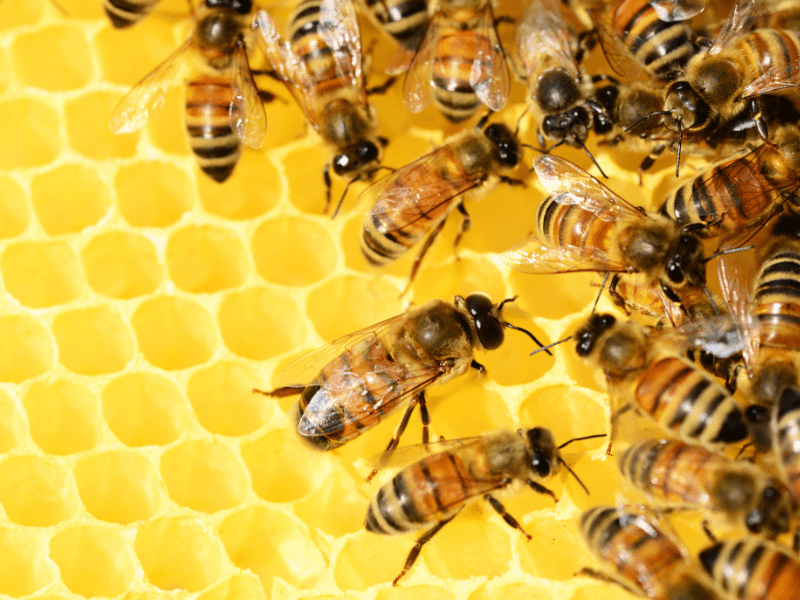 Semarnat reporta la muerte de miles de abejas polinizadoras en Campeche