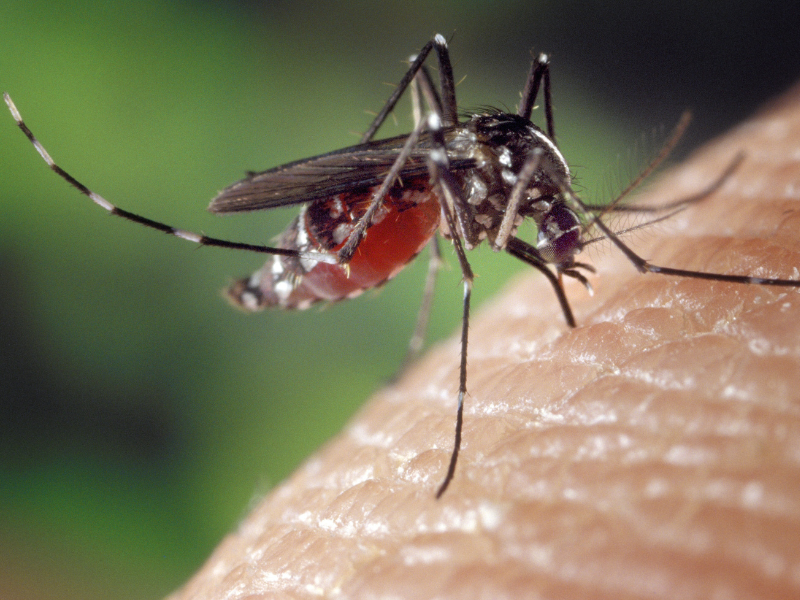 Campeche registra un caso de paludismo ¿Cuáles son los síntomas