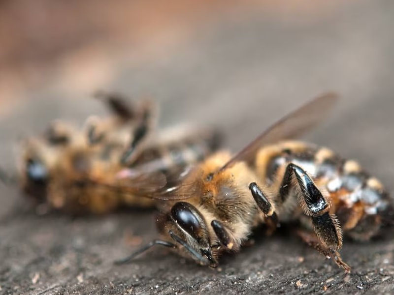 Investigan muerte de abejas en Hopelchén