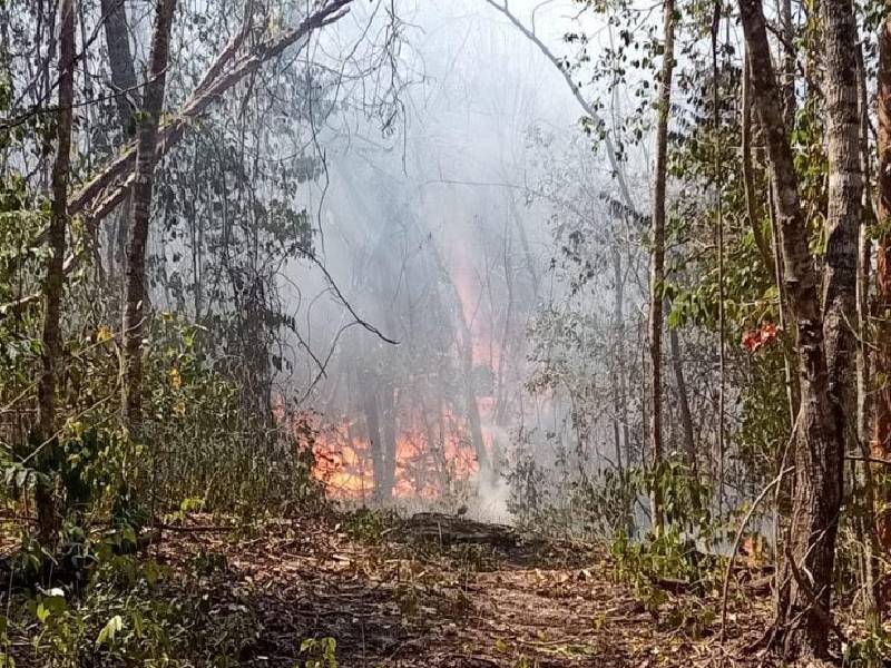 Incendio forestal en Champotón uno de los más grandes