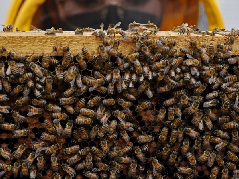 Es necesario la intervención estatal ante muerte masiva de abejas