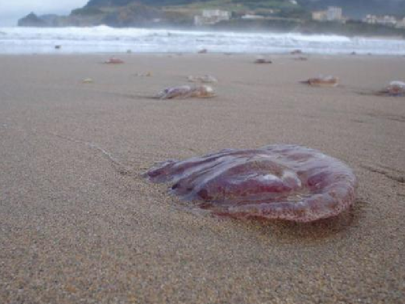 Reportan presencia de 'agua mala' en Playa Norte