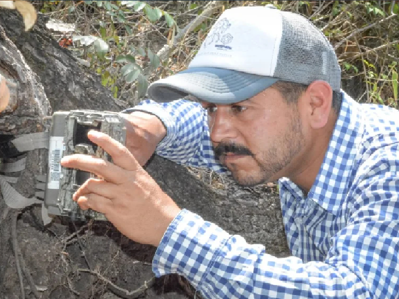 Captan a ejemplares de puma y gato montés en Actopan, Hidalgo