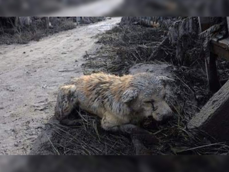 ¿Cómo proteger a nuestras mascotas en caso de erupción volcánica?