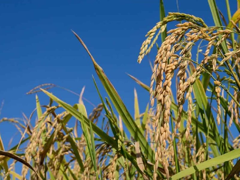 Valle de Edzná cuenta con capacidad para sembrar hasta 50mil has de arroz