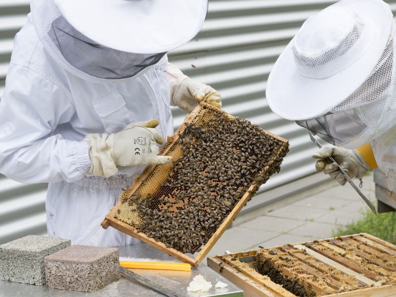 Apicultores exigen declarar emergencia ambiental por muerte de abejas
