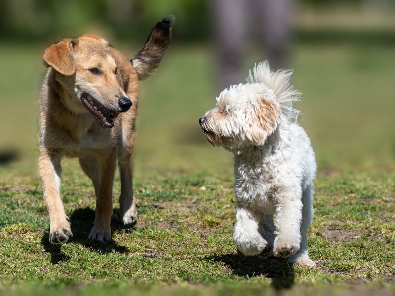 Piden proteger a las mascotas de los golpes de calor en Campeche