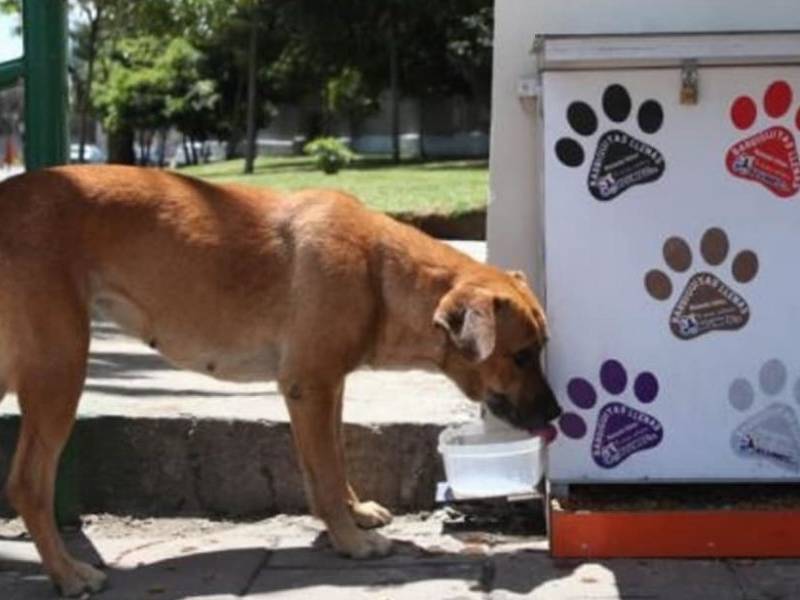 Piden a la ciudadania dejar agua afuera de sus hogares para perros callejeros