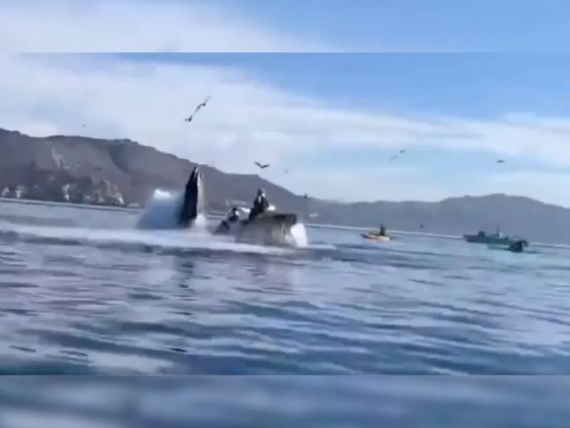 Captan en video momento en que ballena jorobada devora a dos turistas