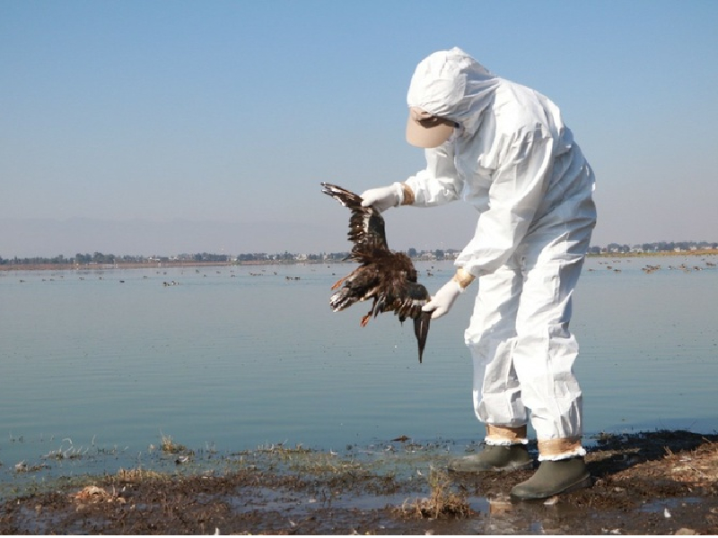 Aparecen cientos de aves muertas en las costas del Pacífico de México