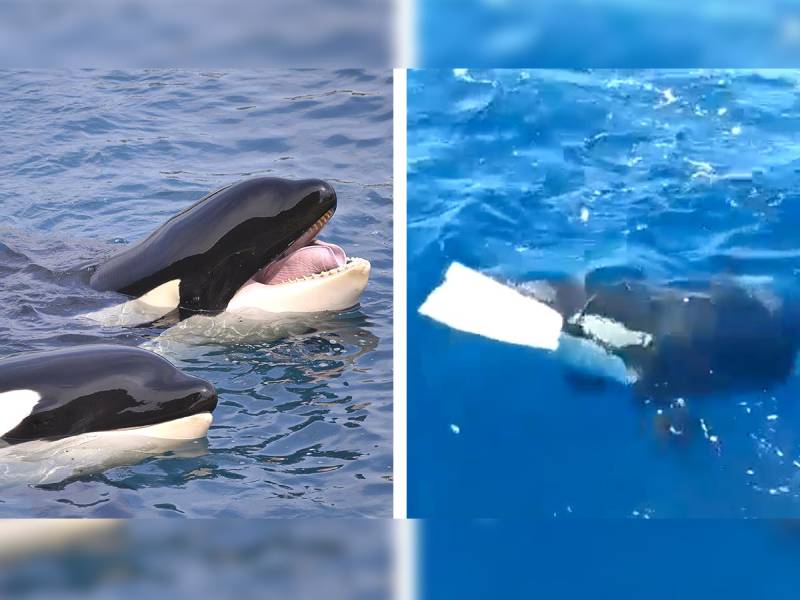 Orcas destruyen en 15 minutos una embarcación