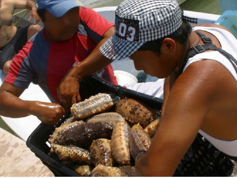 Detienen lancha con 65 kilos de pepino de mar