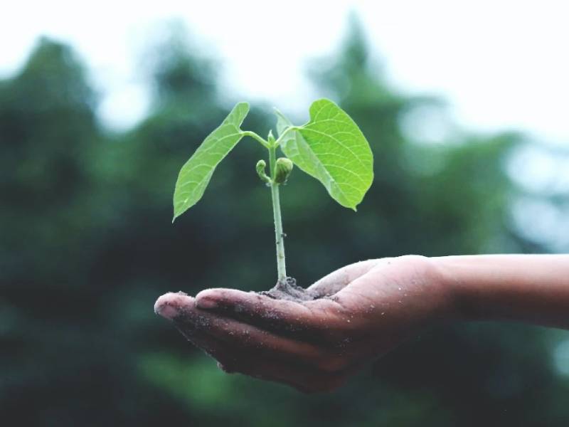 dia mundial del medio ambiente