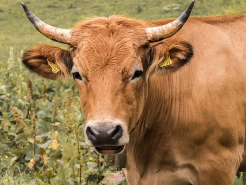 ganado bovino nuevo leon