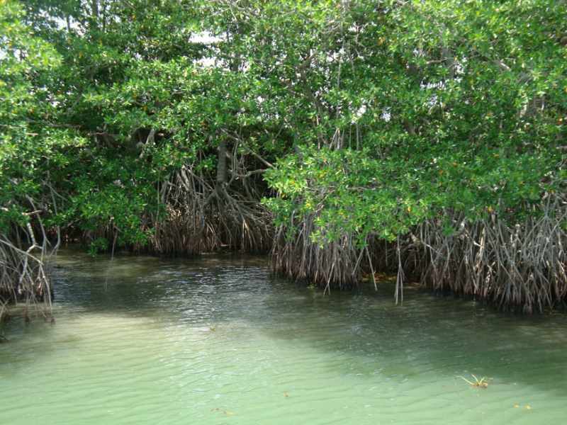 Congreso aprueba Ley de Protección del Manglar en Campeche