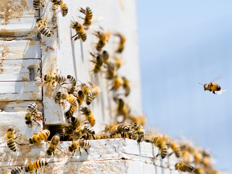 Jueza suspende fumigaciones que provocarían muerte de abejas en Campeche