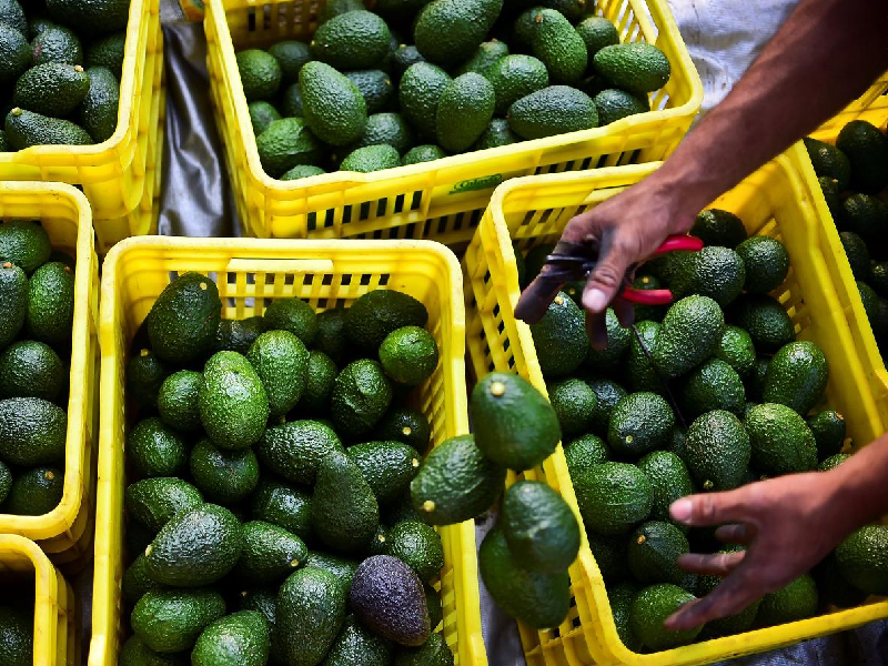 Producción de aguacate en México