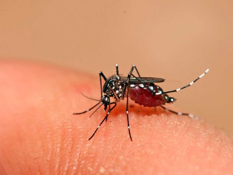 Dengue hemorrágico.