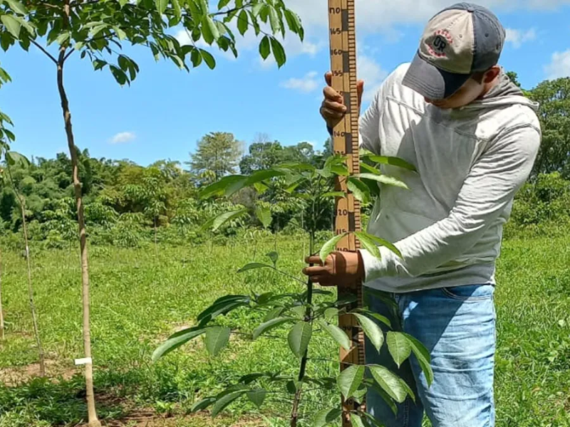 El cultivo de hule con gran potencial en México Sader