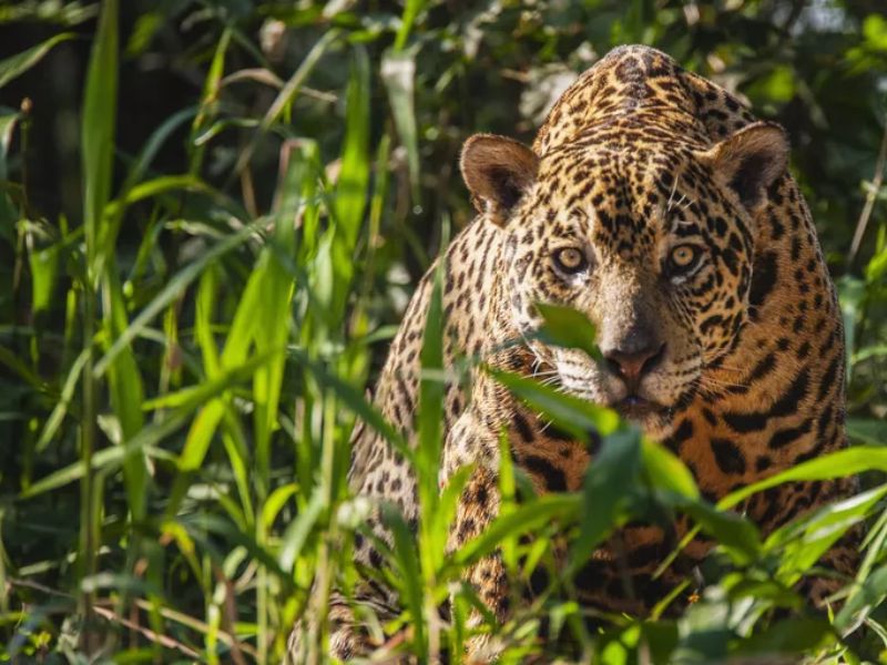 Jaguares en Campeche.
