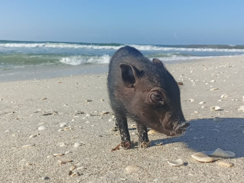 Napoleón, el cerdito que fue discriminado en Galerías Campeche