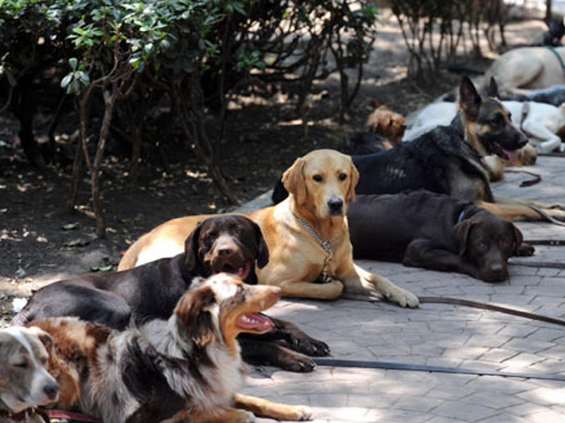 Buscan esterelizar a más mascotas para protegerlos de enfermedades