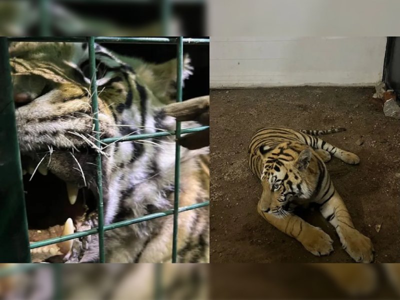 Capturan a tigre de bengala en calles de Tlaquepaque, Jalisco