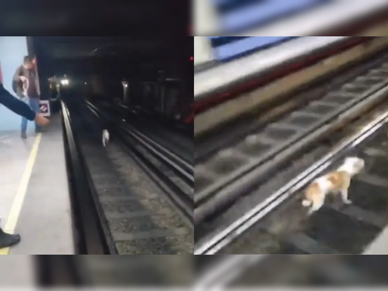 VIDEO: Perrito se pasea en vías del Metro de la Línea 8; lo rescatan
