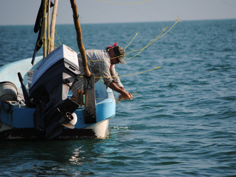 Seybaplaya solo 40 de 800 embarcaciones saldrán a pescar pulpo