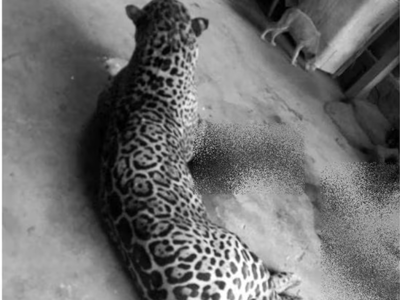 ¿Trabajador del Tren Maya fue atacado por un jaguar en Campeche