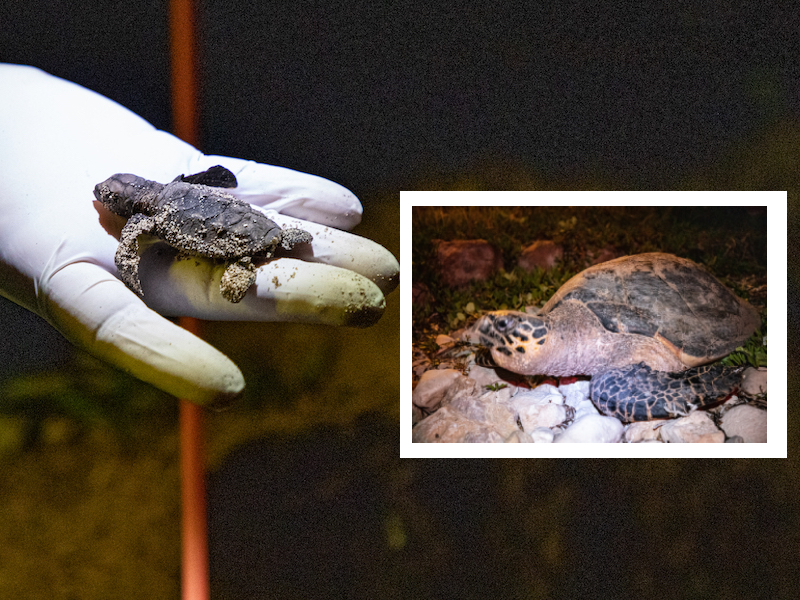 Campeche un ejemplo en la conservación de tortugas marinas