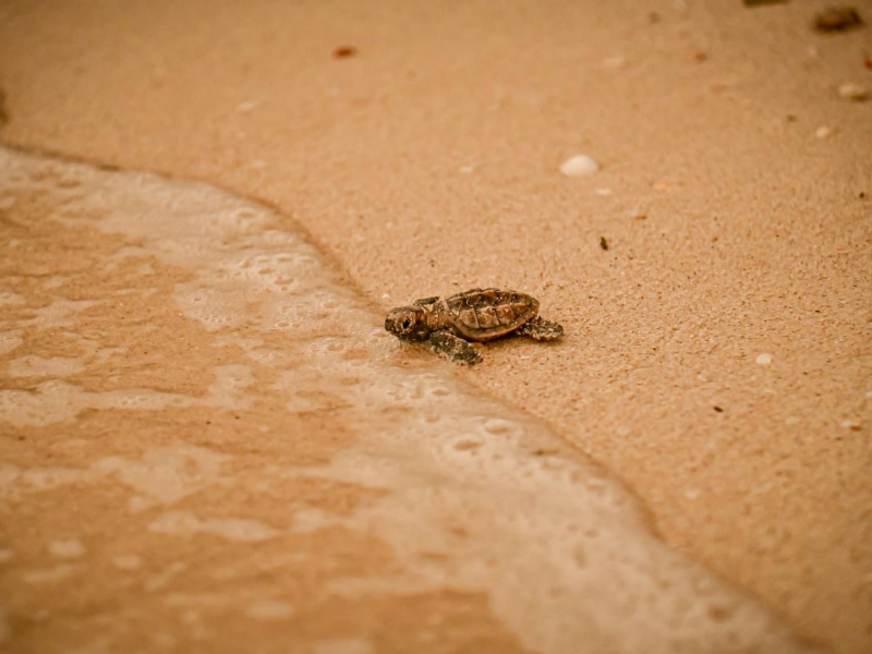 Liberan más de dos mil crías de tortugas en Carey