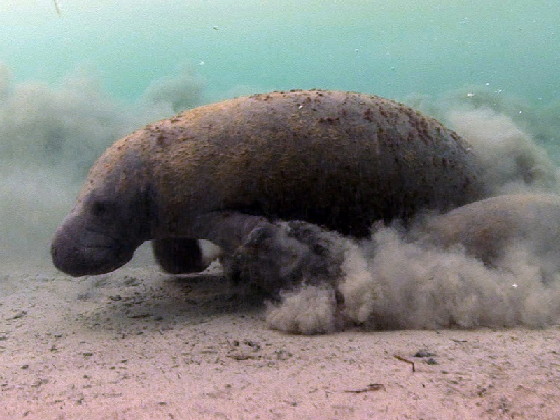 Aguas contaminadas de Atasta ponen en riesgo a manatí