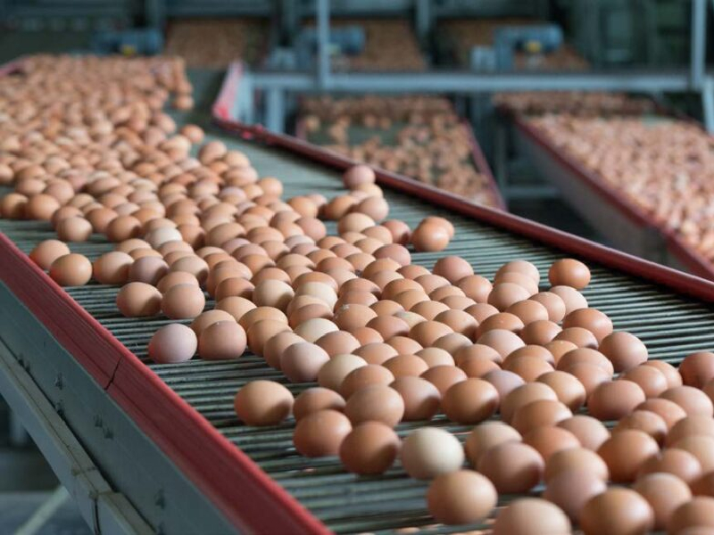 Producción de huevo crecerá 2.8% en el 2023