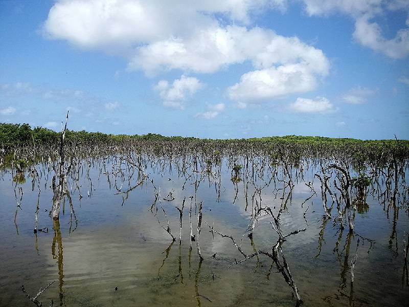 Urge una ley para proteger los manglares en Campeche