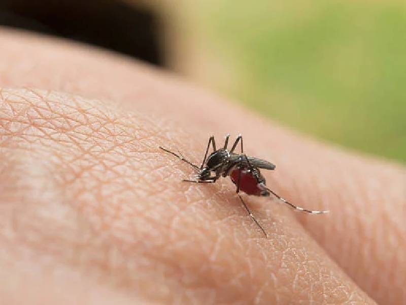 Campeche registra 900 casos de dengue