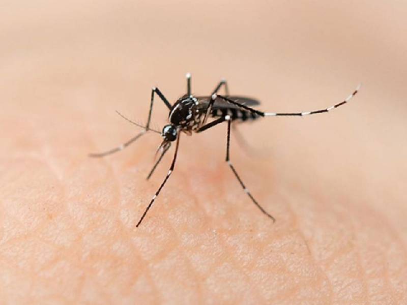 Campeche cierra octubre con mil 305 casos de dengue