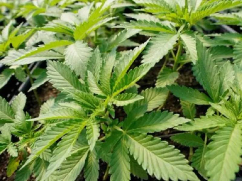 Ohio vota a favor de la legalización de la marihuana recreativa