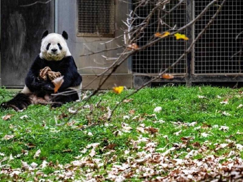 EU devuelve tres pandas a China en medio de tensión diplomática