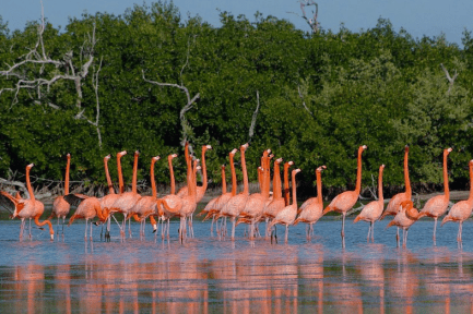 flamingos