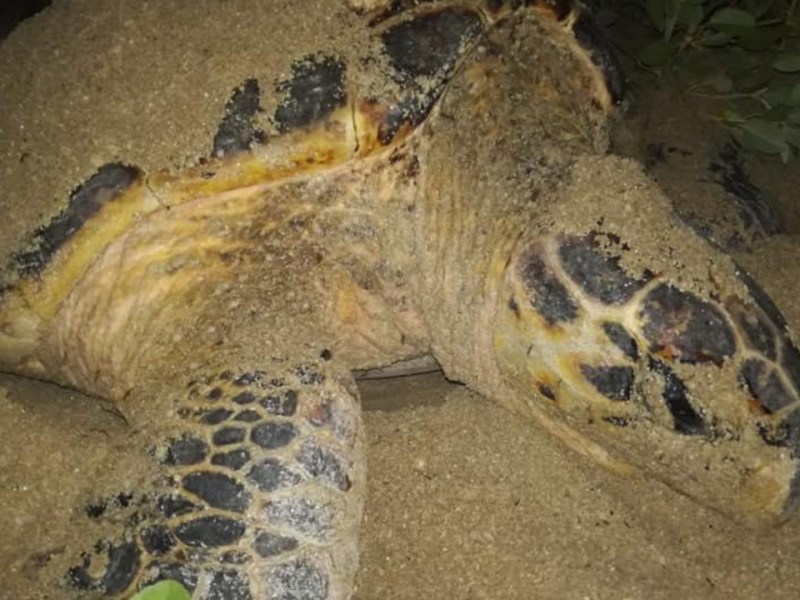 Falta de recursos pone en riesgo preservación de tortugas